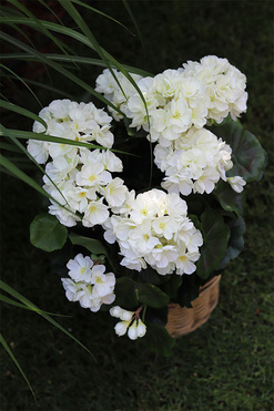 kompozycja kwiatowa w ceramicznym koszu, Pelargonie Premium, wys.47cm 