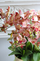 Castellamare Granada Carmello, gumowy storczyk w złotej donicy