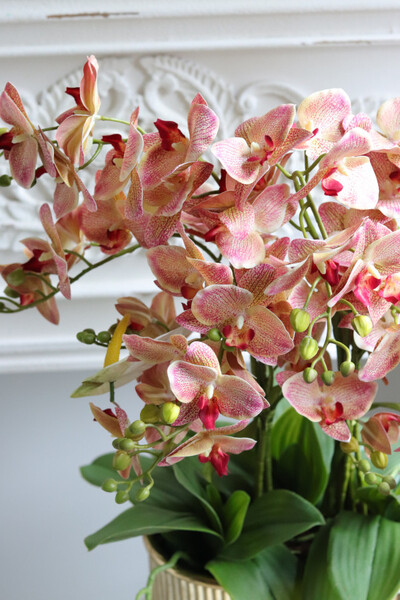 Castellamare Granada Carmello, gumowy storczyk w złotej donicy