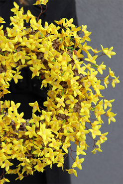 Forsycja, wiosenny wianek na drzwi, śr.55cm  