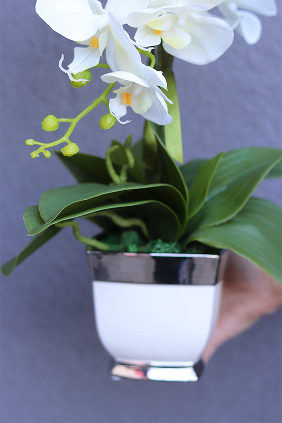 Biała Panna, storczyk w biało-srebrnym naczyniu