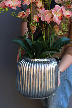 Verriana Granada Albina, gumowy storczyk w srebrnej donicy, wys.77cm