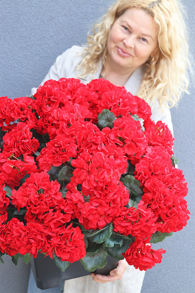 pelargonie w czarnym wkładzie, Deep Red