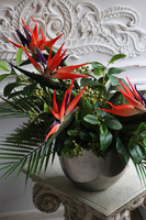 Strelicja Cinderella, kompozycja w srebrnej donicy