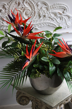 Strelicja Cinderella, kompozycja w srebrnej donicy, wys.45cm