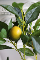 sztuczne drzewko cytrynowe, Citronea