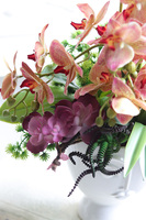 Castellamare Granada, gumowy storczyk w osłonce z twarzą