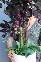 Aubergine New, sztuczny storczyk w białej donicy