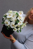 Bratki, białe bratki w naczyniu na nóżkach