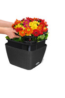 Bacino Cottage, elegancka donica z nawadnianiem