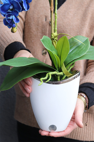 Blue Curacao, niebieski storczyk w biało-srebrnej doniczce