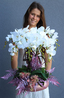 Cecile Pastelisa, efektowny storczyk w różowej misie, wys.56cm