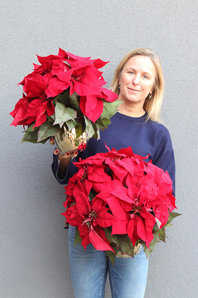 Gwiazda Betlejemska Gold, wysokiej jakości sztuczna roślina