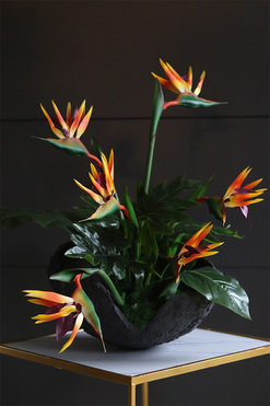 Strelizia Volcan, kompozycja nagrobna w misie, wys.60cm  