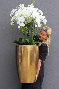 OD RĘKI bardzo elegancki storczyk Złota Bajka 2, wys.130cm 