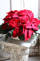 Gwiazda Betlejemska Biała Villa, wysokiej jakości sztuczna roślina, wym.30x50cm 