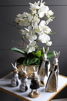 Goldisya Classic, elegancki storczyk w złotej osłonce