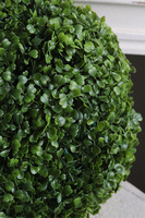 Boxwood, kula bukszpanowa