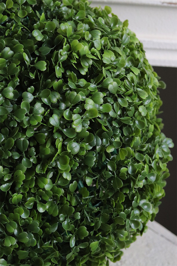 Boxwood, kula bukszpanowa