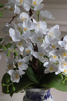 storczyk w ceramicznym pucharze