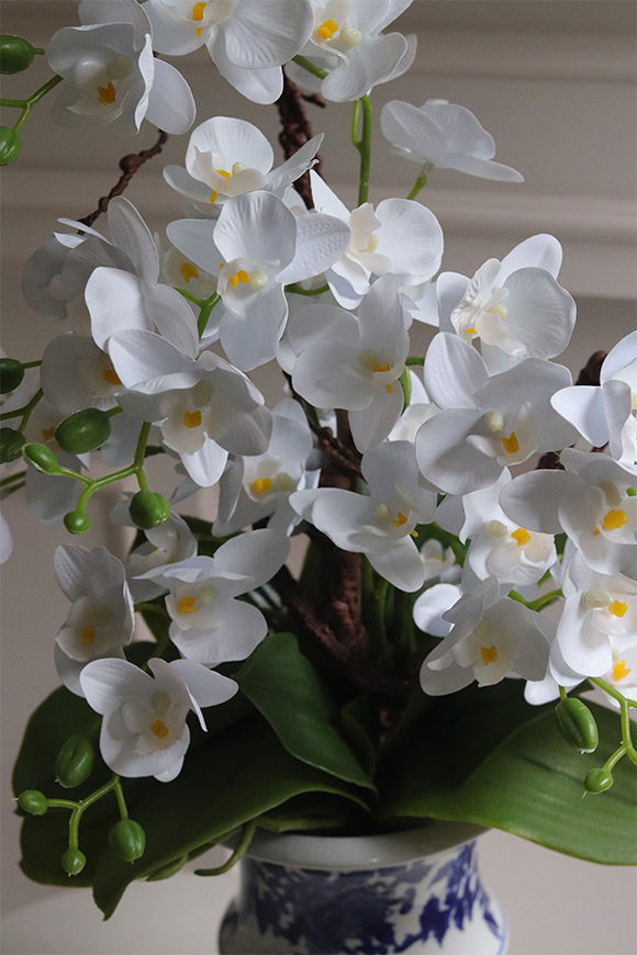 storczyk w ceramicznym pucharze