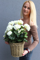 kompozycja kwiatowa w ceramicznym koszu, Pelargonie Premium, wys.47cm 