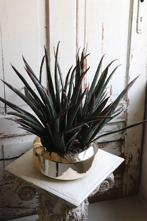 Krefia, zielona kompozycja w złotej donicy, wys.48cm