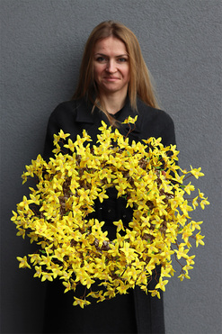 Forsycja, wiosenny wianek na drzwi, śr.55cm  
