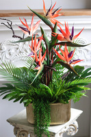 Strelicja Gold Red, kompozycja w złotej donicy