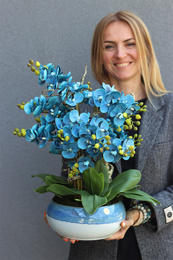 Quemada Blue, niebieski storczyk w ozdobnej misie, wys.50cm