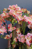 Verriana Granada Albina, gumowy storczyk w srebrnej donicy