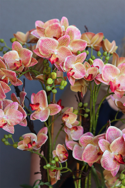 Verriana Granada Albina, gumowy storczyk w srebrnej donicy