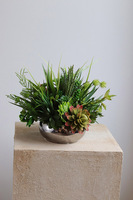 Silver Piano, kompozycja sukulenty w okrągłej donicy