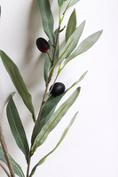 Oliwka, gałązka sztuczna roślin
