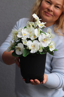 Bratki, białe bratki w naczyniu na nóżkach