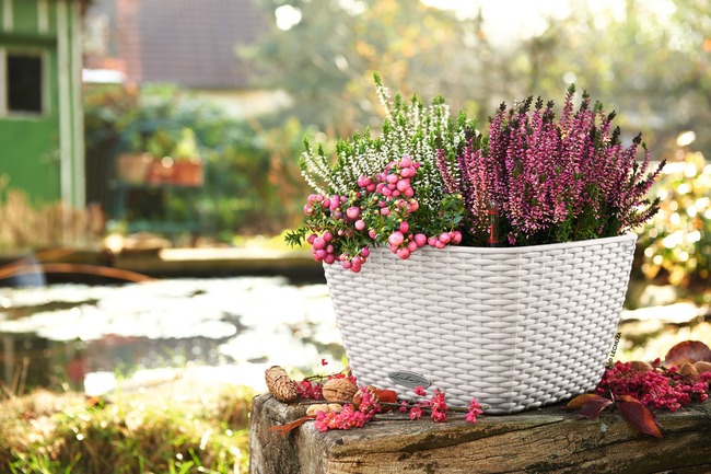 Bacino Cottage, elegancka donica z nawadnianiem