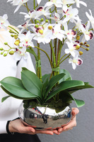 Tajlandia Orchidea Piano, storczyk w srebrnej donicy