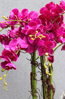 Gizelle Fuksja, wysoki sztuczny storczyk w białej donicy