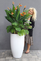 Strelicja Fiberglass Bahama, egzotyczna kompozycja w donicy