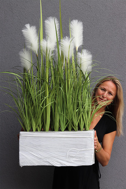Crepiana, trawy z kłosami do Twojej donicy, wys.100cm