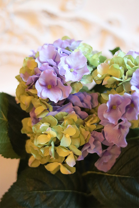 Spring Gold, doniczkowa hortensja Zielono-Niebieska