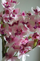 Girls Pink, różowy storczyk w białej donicy, wys.64cm 