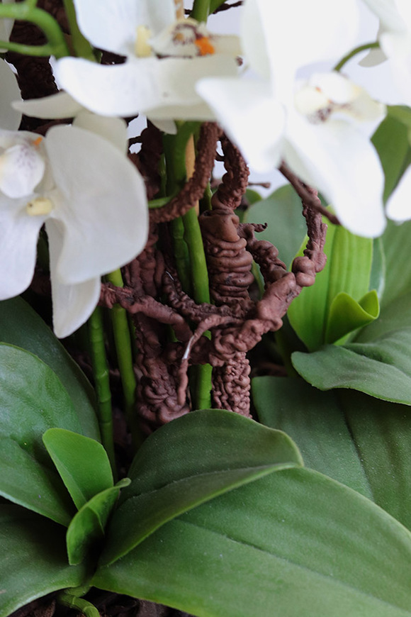 Moderna, duży storczyk w pucharze