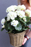 kompozycja kwiatowa w ceramicznym koszu, Pelargonie Premium, wys.47cm 