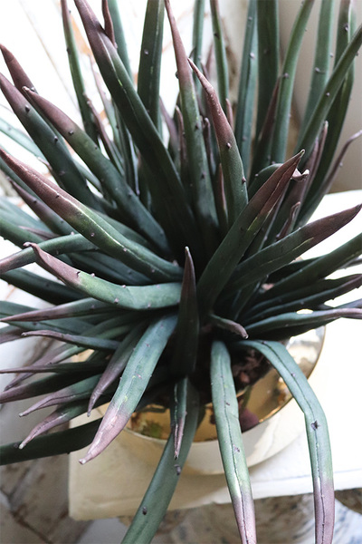 Krefia, zielona kompozycja w złotej donicy, wys.48cm