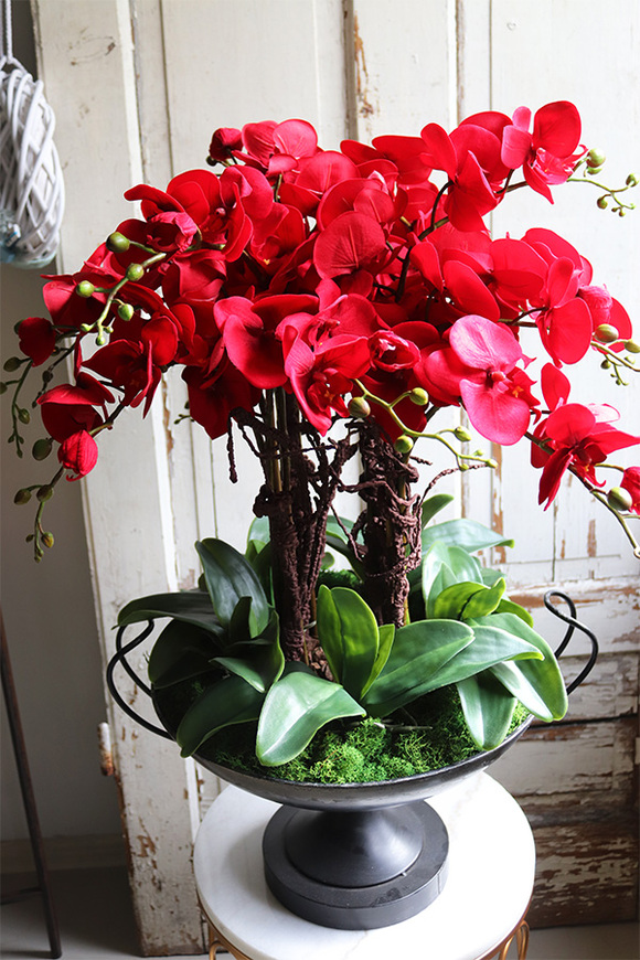 czerwony storczyk w pucharze, Purpurowy Velvetia, wys.76cm 