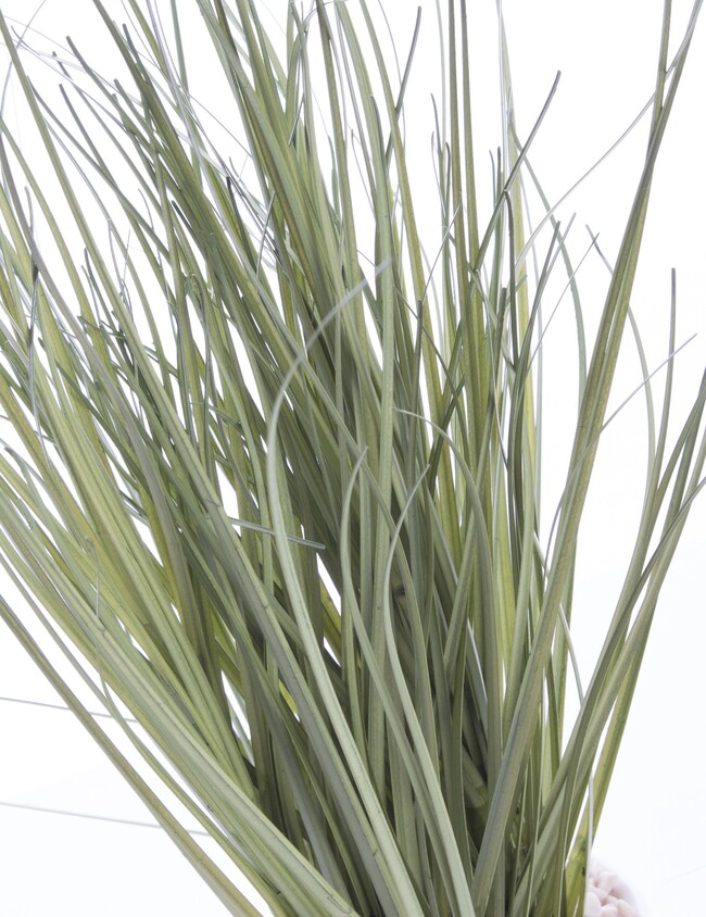Nicco E, sztuczna trawa w ceramicznej doniczce, wys.25cm