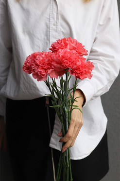 OD RĘKI Cloves Lux, bukiet kwiatów goździki, 7szt, koralowe, dł.49cm 