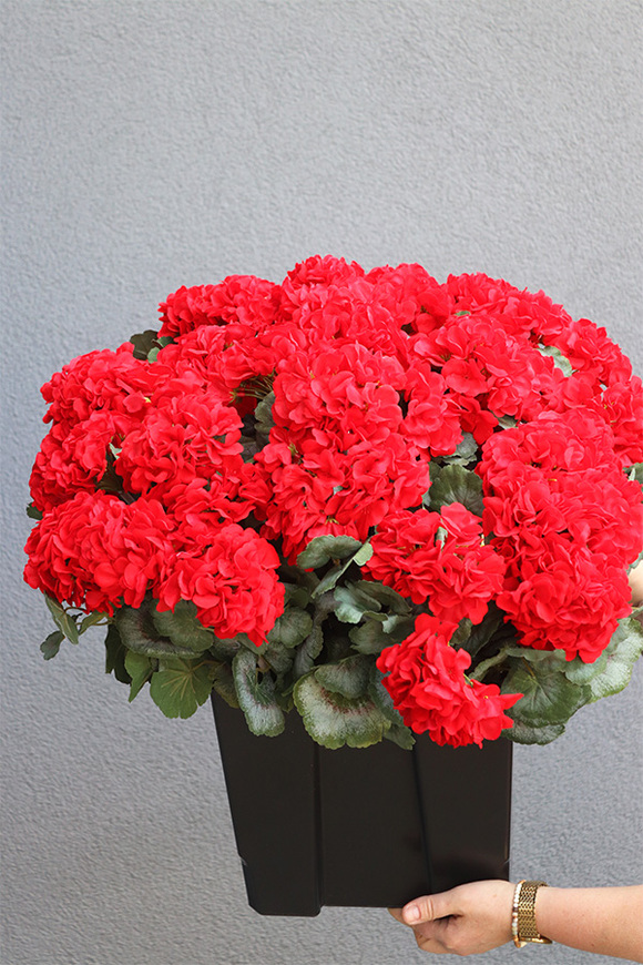 pelargonie w czarnym wkładzie, Deep Red