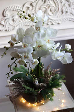 elegancki storczyk zimowy, Premium Gold, wys.52cm